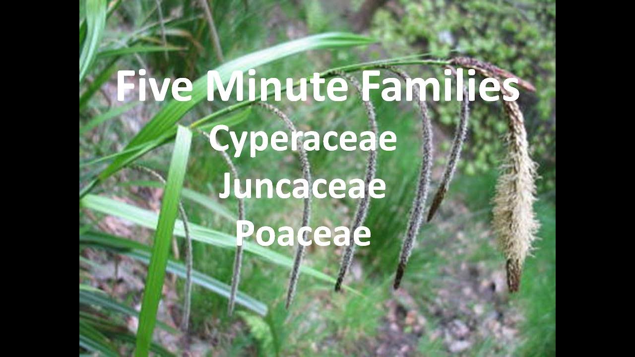 Sedges Rushes Grasses How to Confidently Identify each of The Families