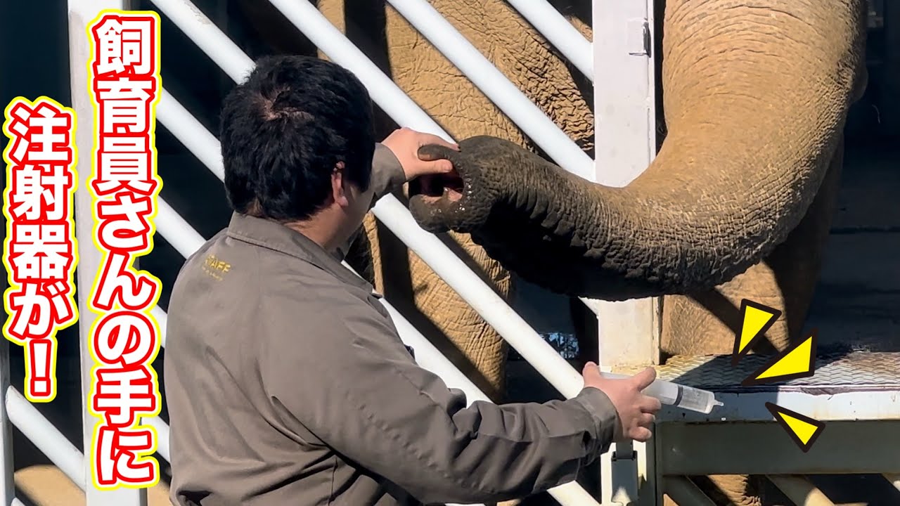 スーリヤさんのお鼻にブスリといっちゃうの⁉️ 1月12日 上野動物園　アジアゾウ