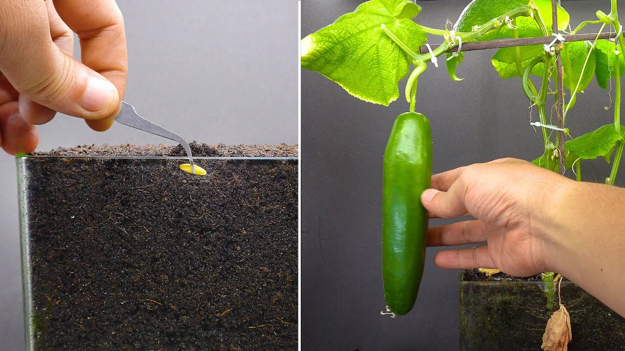 Growing Cucumber Time Lapse Seed To Fruit In 55 Days
