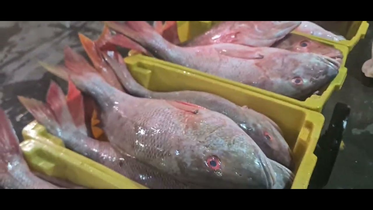 Peixes do Ceasa de São Paulo 9 de abril de 2024