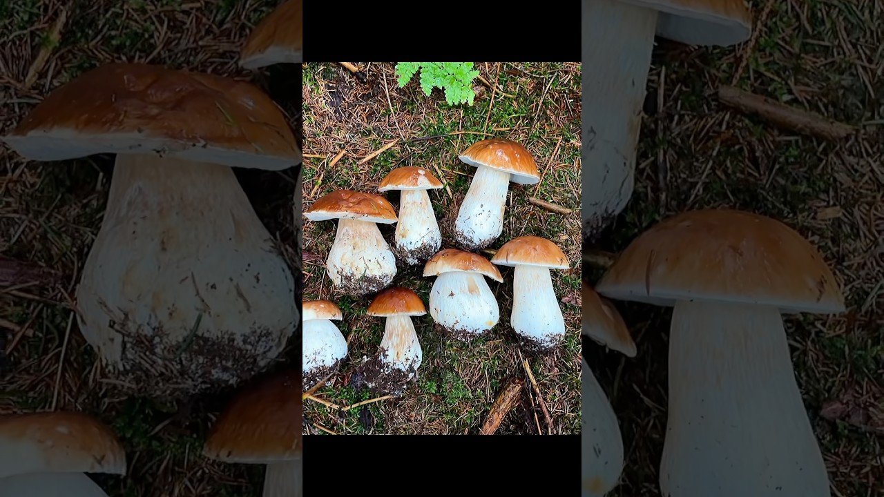 Jedna wędr&oacute;wka, wiele grzyb&oacute;w, nieskończona miłość 🍄&zwj;🟫 #grzyby #borowik #zbieranie #relaks #przyroda