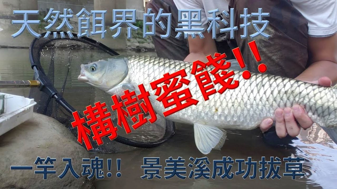 構樹蜜餞_天然餌再進化_大草魚無法抗拒的美味_景美溪成功拔草Big grass carp must kill bait! Pickled paper mulberry fruit