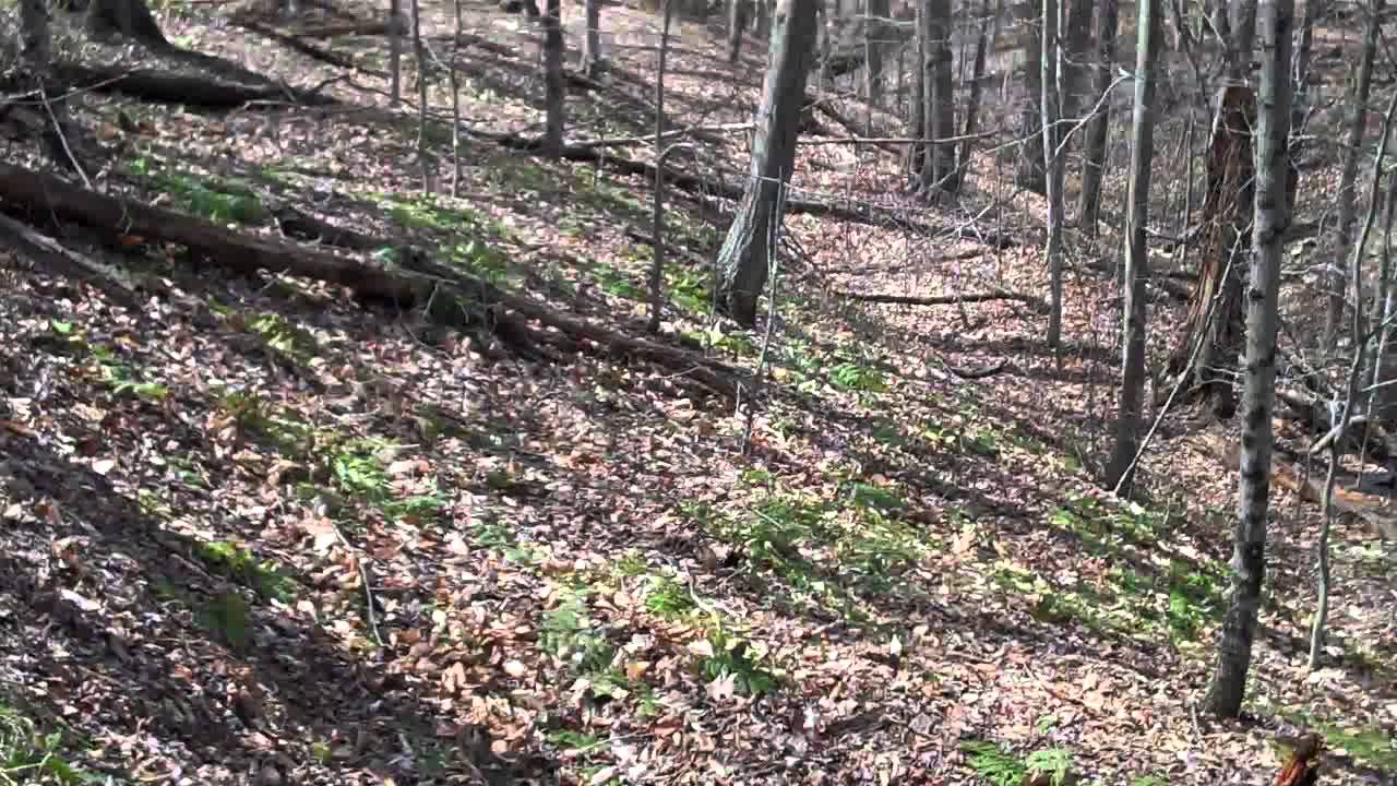 VID00103