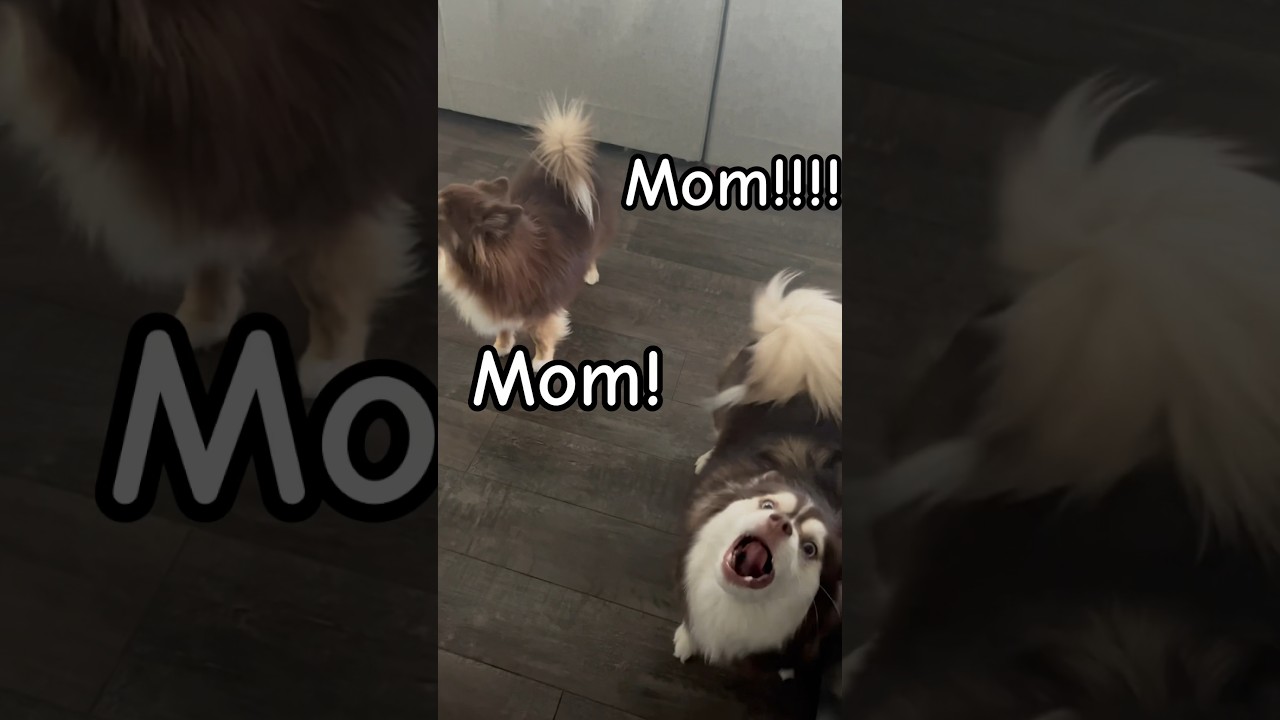 Pomsky sisters remind mom it&rsquo;s time for their head to tail chiropractic adjustment!