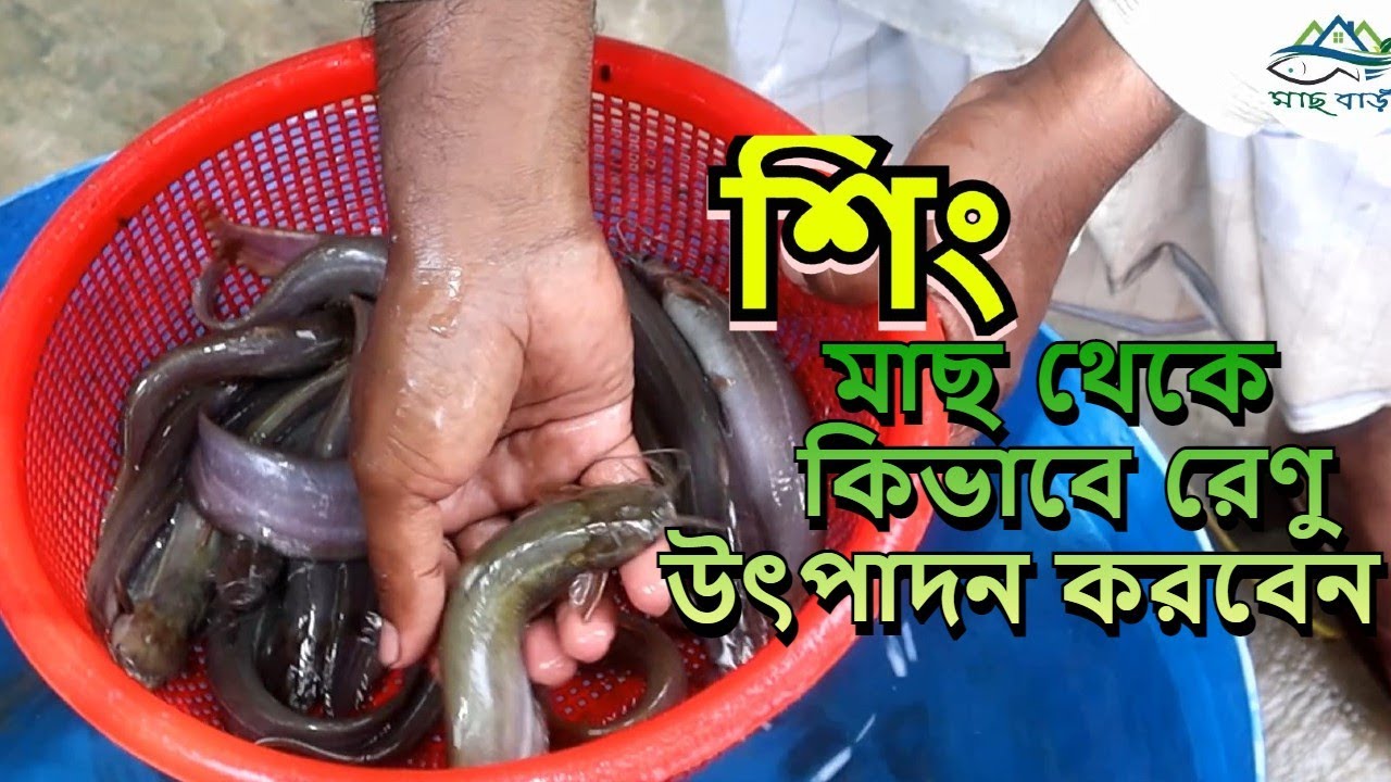 শিং মাছ থেকে নিজের পোনা নিজেই তৈরি করুন ?রুবেল মিয়া Machbari সহজ পদ্ধতিতে মাছ চাষ