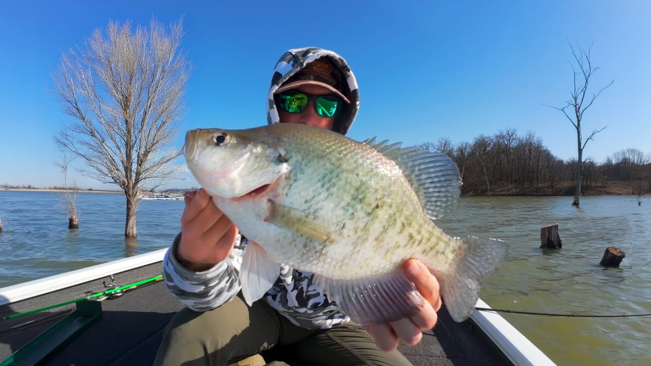 BIG CRAPPIES Love This Type of TREE! Fishing Timber with Plastic Jigs