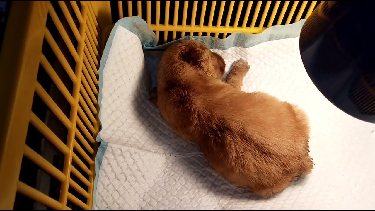 BLOATED SA TIYAN NG NEW BORN PUPPY #sign #tutorial
