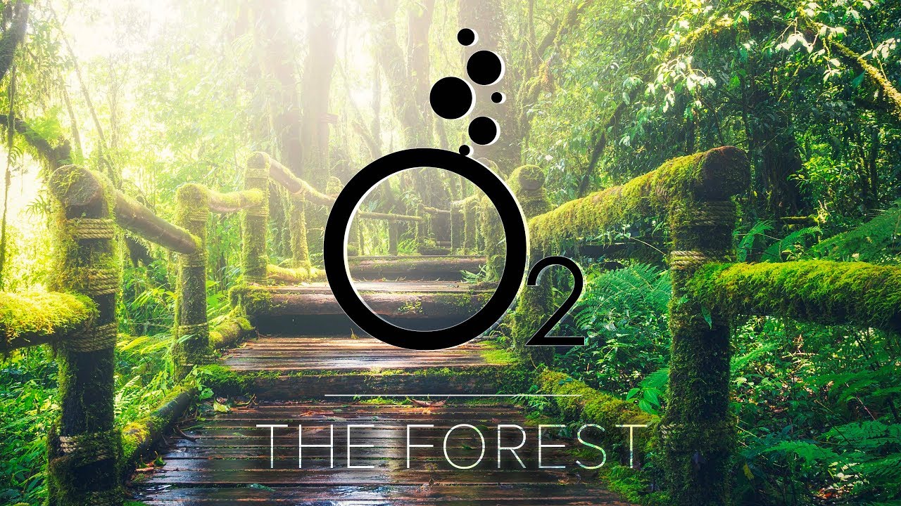 O2  - The Forest
