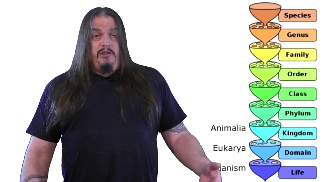 Systematic Classification of Life - ep3, Metazoa