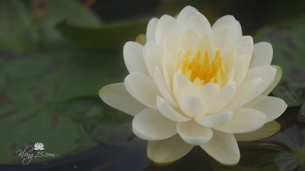 Nymphaea 'Denver HB' Hardy Waterlily @Wahgarden