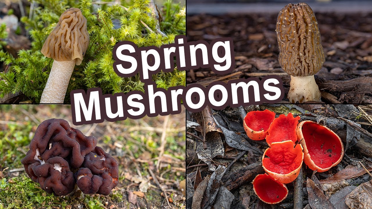 Spring Mushrooms - April 2022 | Morels | Early morels | Elf cups | False morels | Wood ears | Fungi
