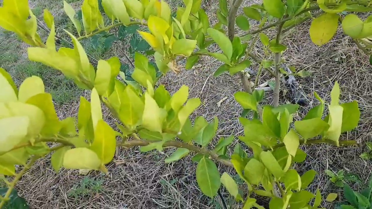 COMO LHE DÁ COM A GOMOSE DO LIMÃO/ CITRUS.