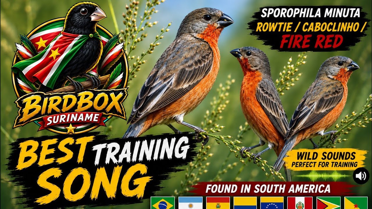 Best training song for singing Rowtie (wiet wiet) lorti . sorophila minuta . firered . ruddybellied