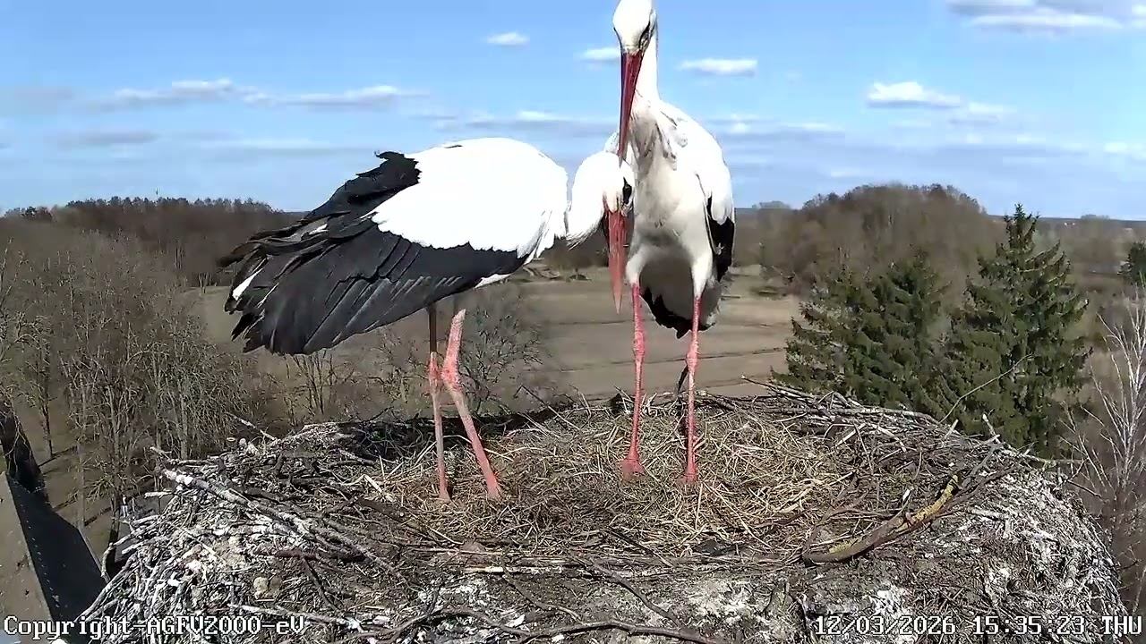 Pünktchen räumt auf! Storchennest Altlandsberg 12.03.2026 (Storchenkamera)