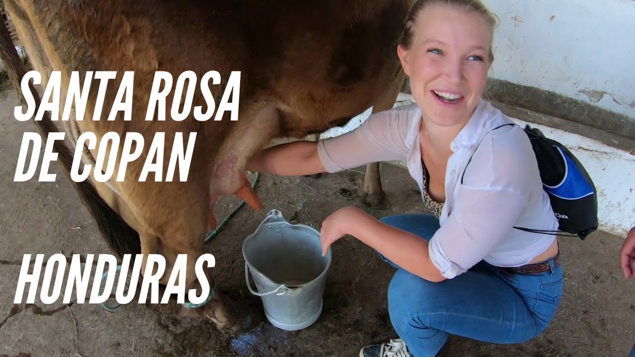 I milked a cow in Santa Rosa de Copan | English girl in Honduras
