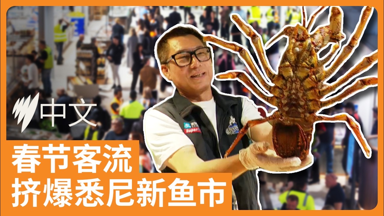 悉尼新鱼市迎首个春节旺季，中国游客打“飞的”来吃海鲜 | SBS中文