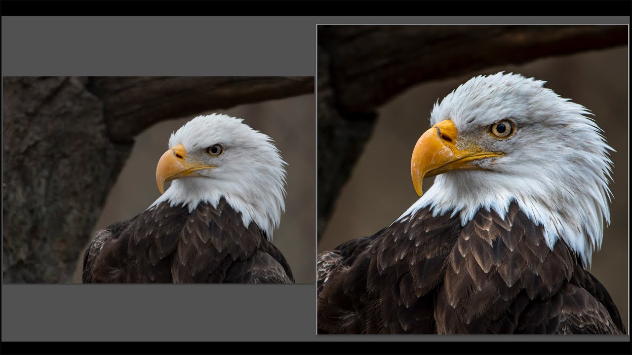 Rescuing a Previously REJECTED Wildlife Image with LIGHTROOM