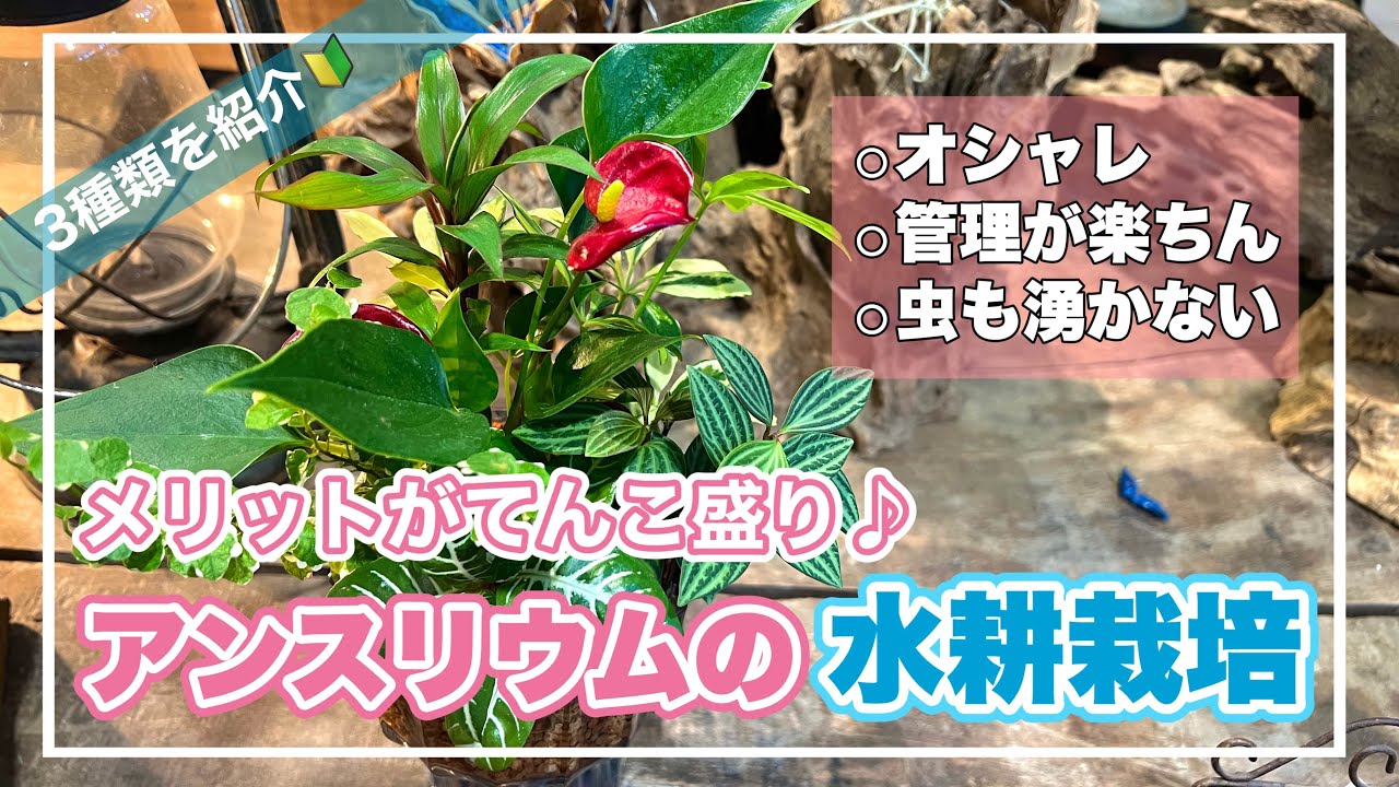 簡単なのにオシャレ過ぎるアンスリウムの楽しみ方♪【観葉植物】