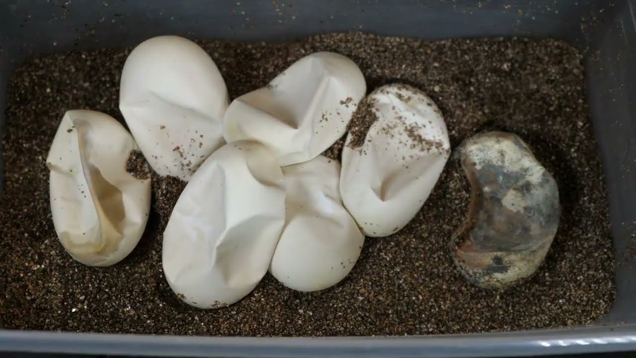 What did we hit Panda pied clutch 3! Ball python