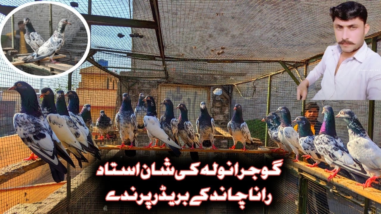 Gujranwala Ki Shan | Ustad Rana Chand K Breader Parinday👌 | || Subscribe Pigeon Entertainment| ||