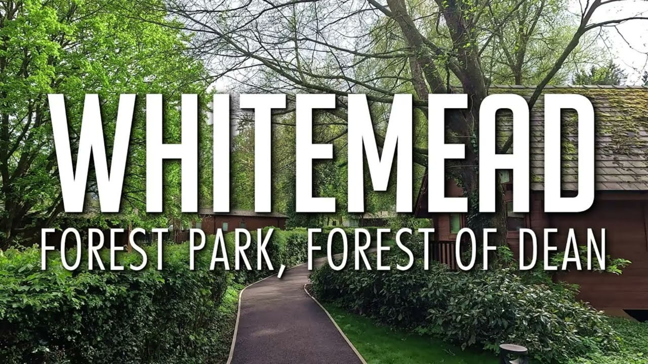 Whitemead Forest Park,Forest of Dean,England.