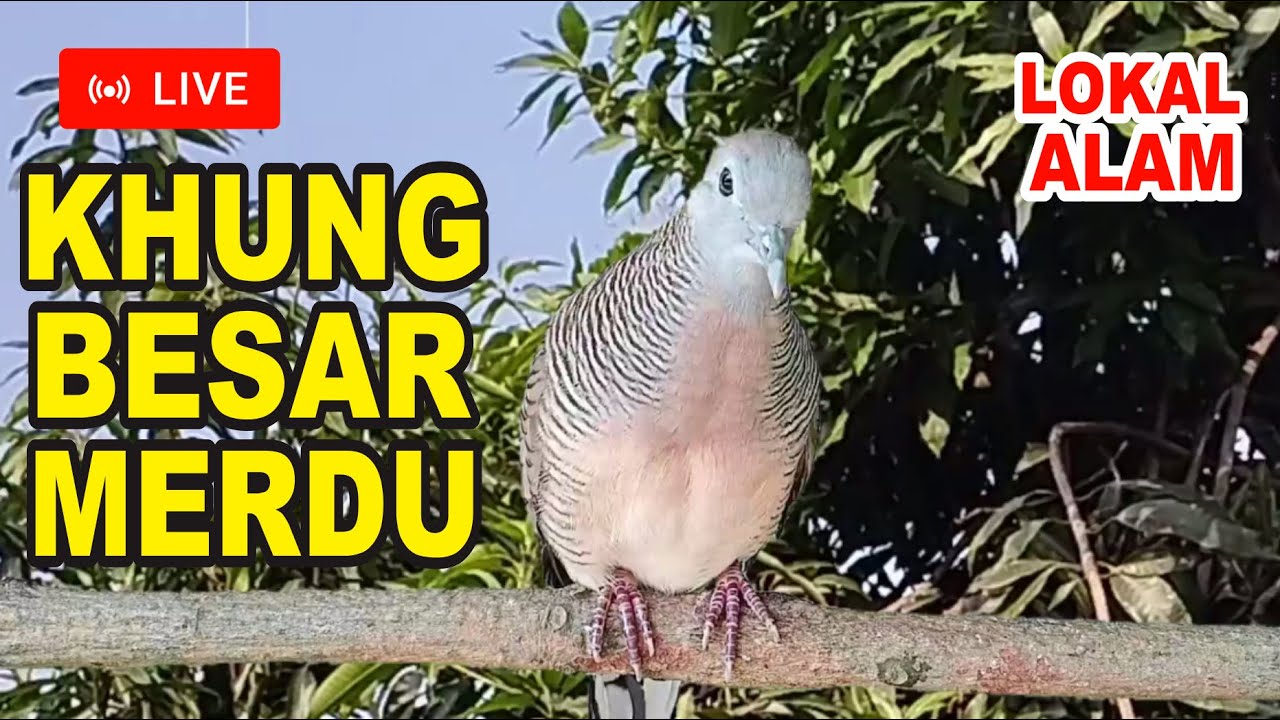 Perkutut Lokal Gacor alam liar - iramanya bikin lawan cepat nyaut