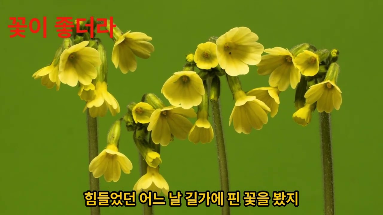 꽃이 좋더라