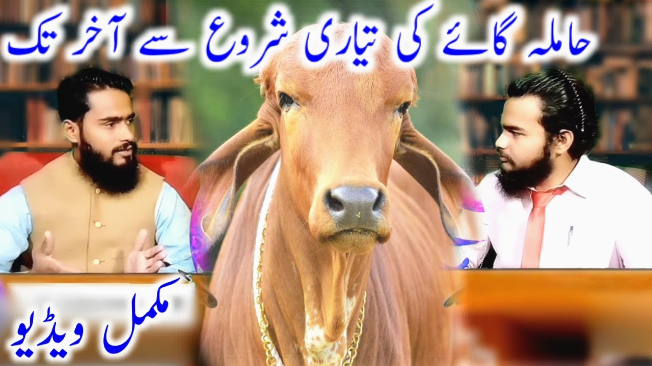 Preparation of a Pregnant Cow From heat to Delivery | Gaban Janwero ki Tayari | Care of Pregnant Cow