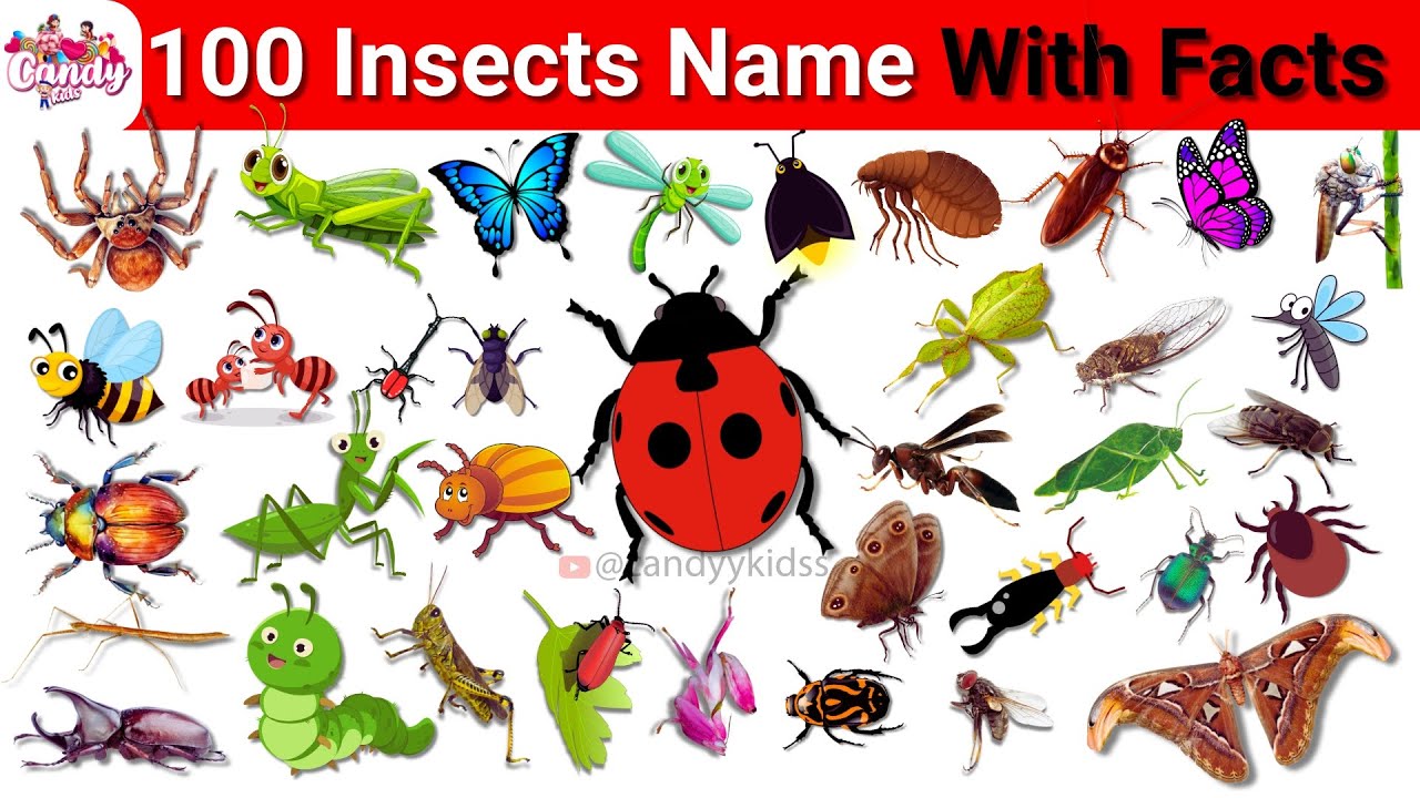 100 Amazing Insects That Will Blow Your Mind! | Insects names In English #insects #bugs