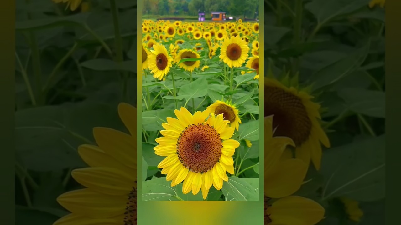 How to harvest sunflower/ সূর্যমুখী চাষ পদ্ধতি / #@TahminaUK 
