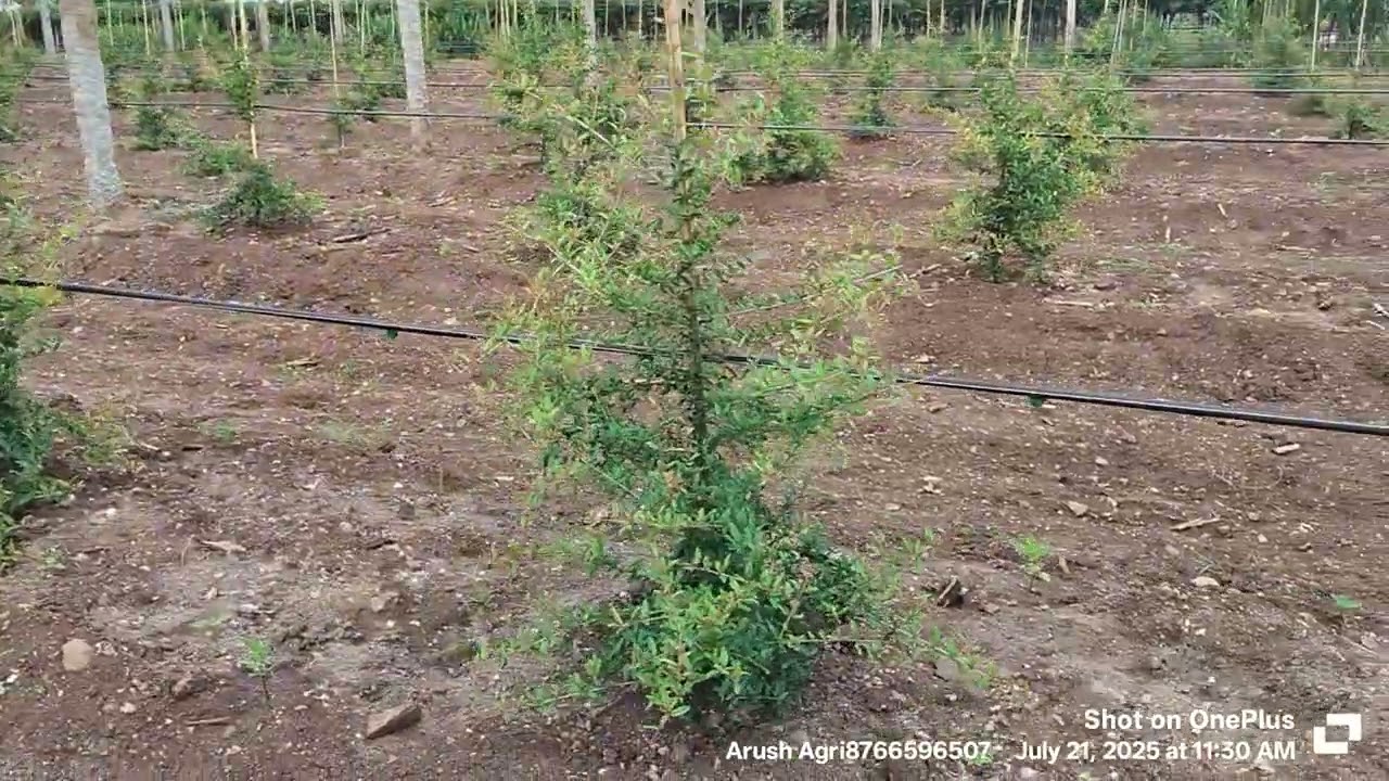 Sharad king - 3 months complete - Todalbagi Karnataka - Aarush Agri pomegranate consultancy plot