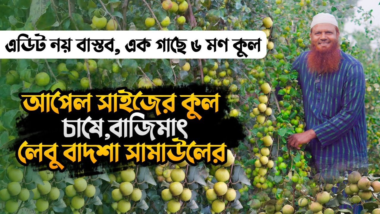 কুল চাষ | কুল চাষ পদ্ধতি | বল সুন্দরী কুল | বরই | Kul Cash | ভারত সুন্দরী | আপেল কুল | বল সুন্দরী