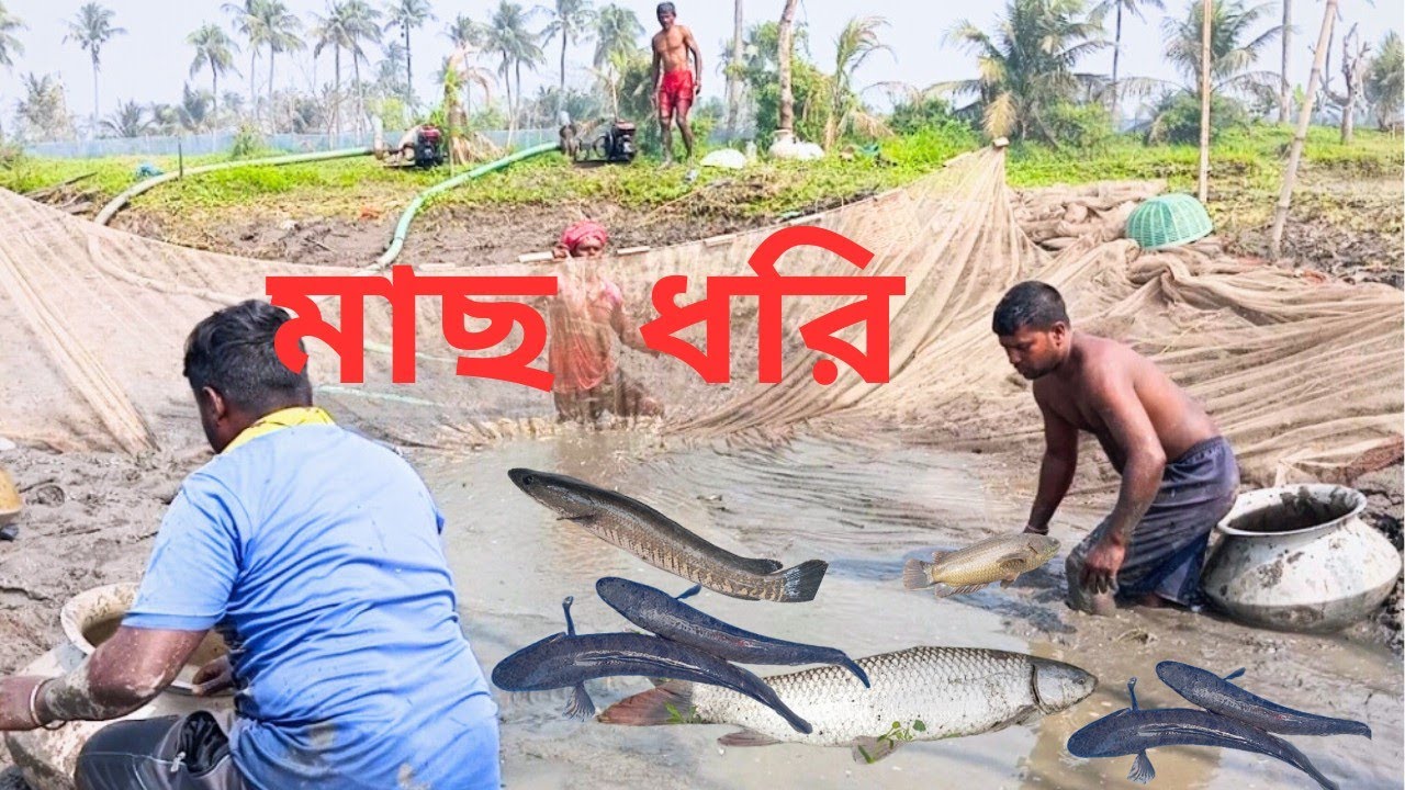 ঘের ছেঁচে বড় মাছ ধরা | Massive Fish Harvest in Pond | Big Carp Fishing। 