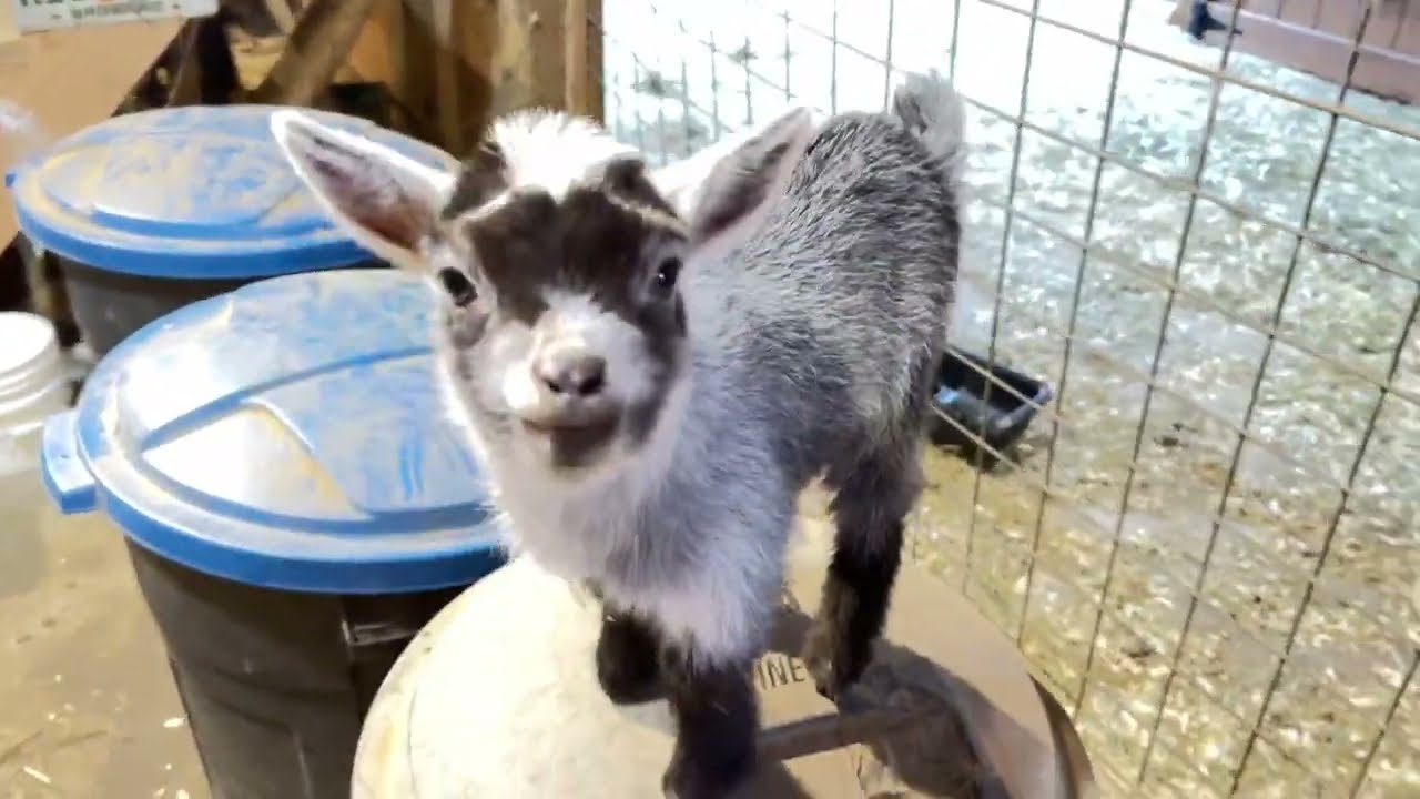 Who let the baby goats in here? 