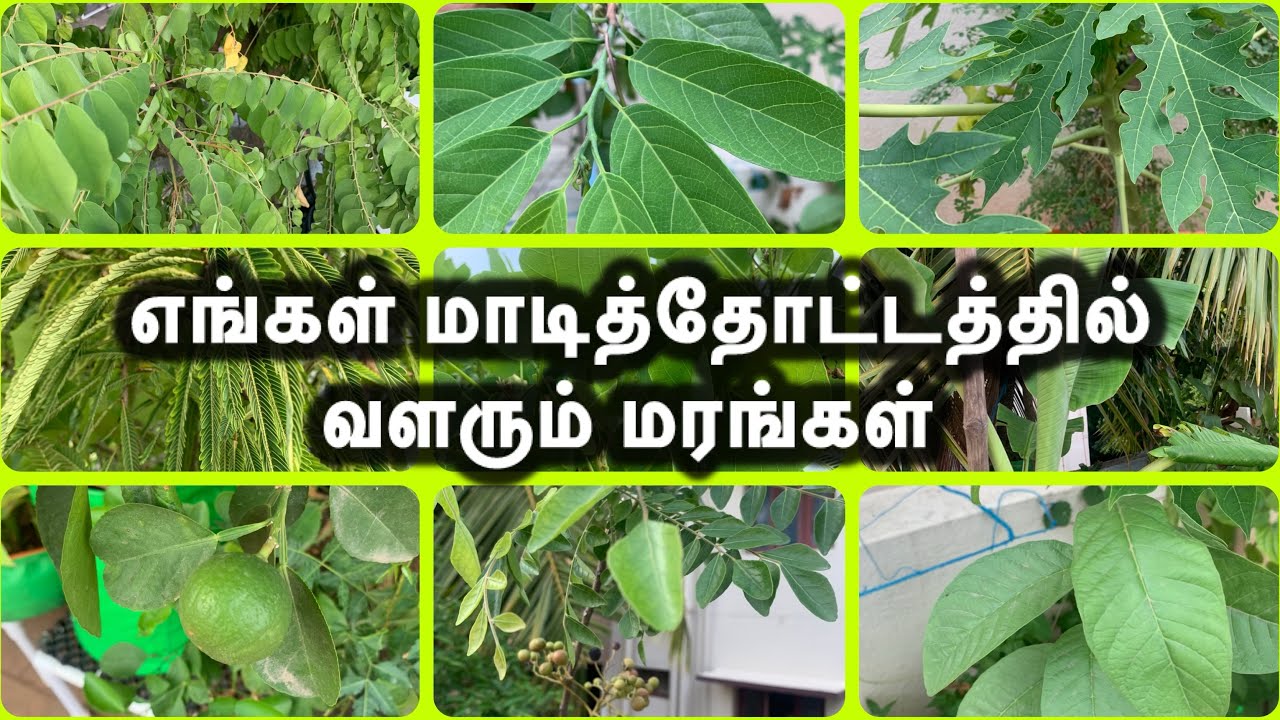 எங்கள் மாடித்தோட்டத்தில் வளரும் மரங்கள் | varieties of Trees growing in my terrace garden 🪴 