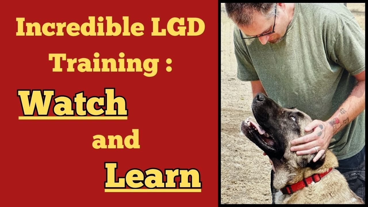 Incredible Livestock Guardian Dog Training - Watch Your Dog and Learn