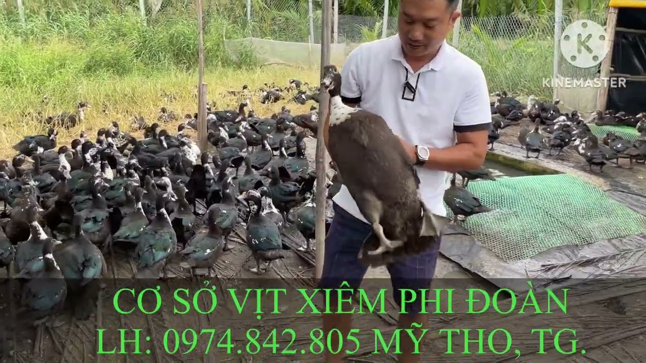 Mô hình nuôi vịt kết hợp thả cá rất hiệu quả! Trại cô 6 Danh - Thạnh Phú, Bến Tre.