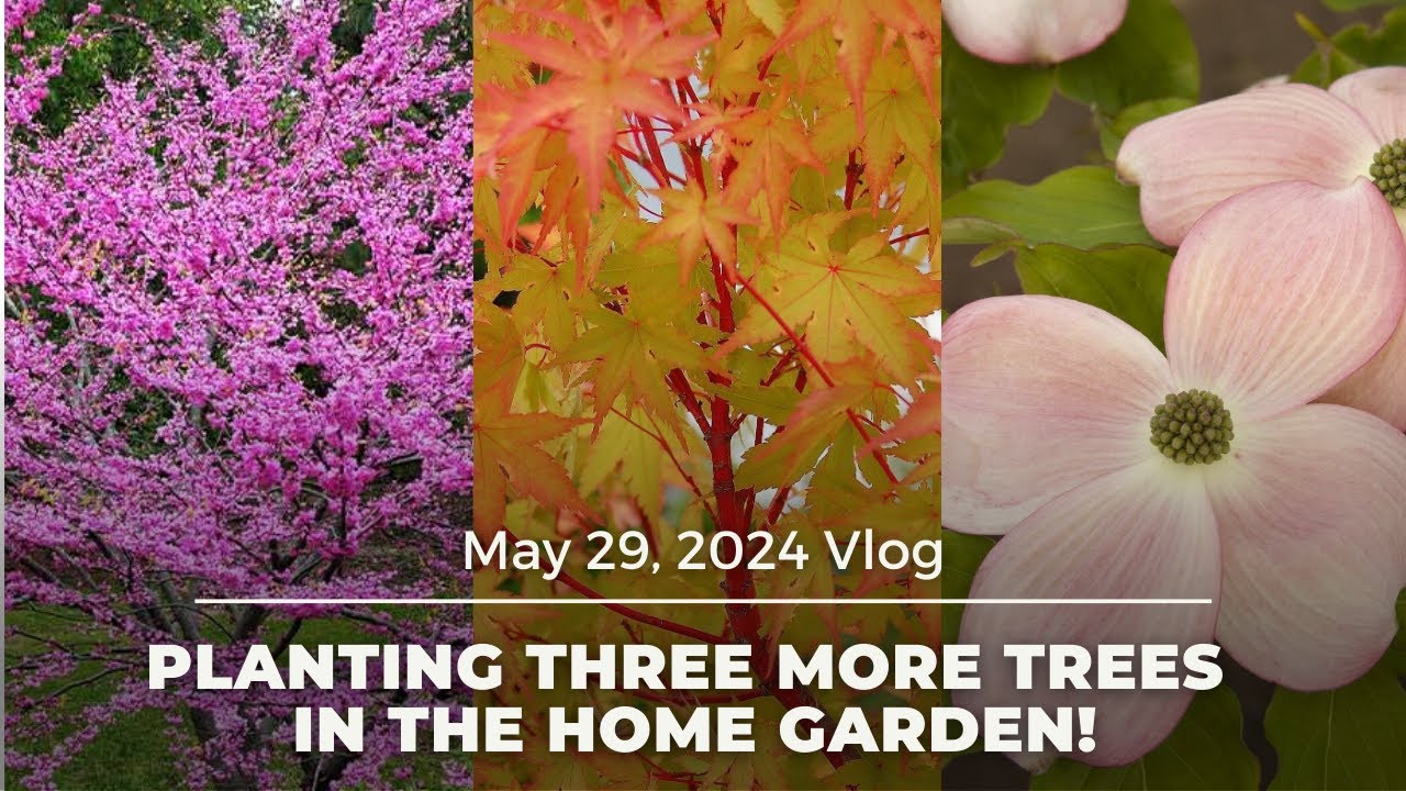 Planting Three More Trees in the Home Garden!