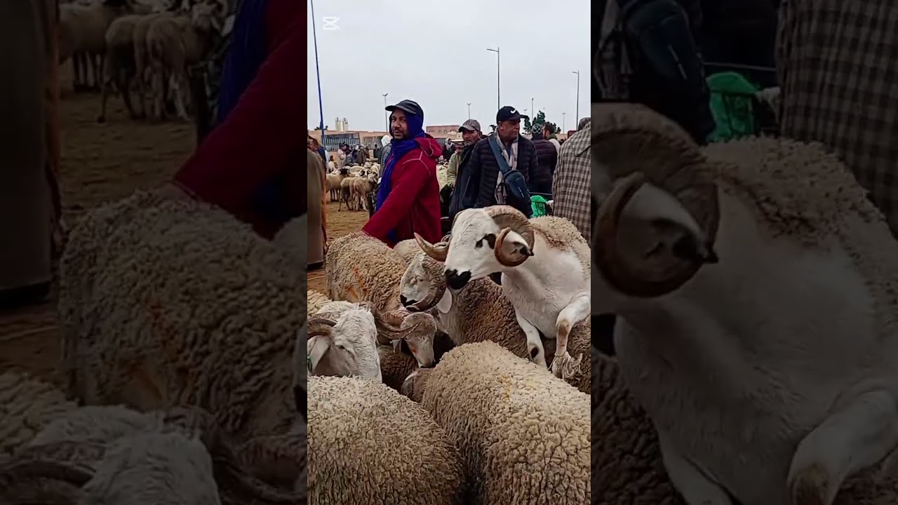 السوق الاسبوعي خميس هوارة بتاريخ 05/02/2026