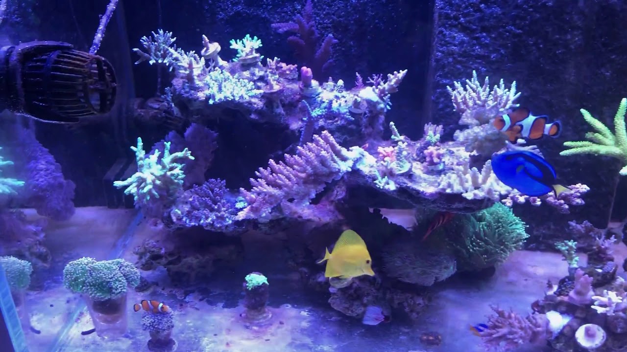 Tank under the noopsyche P1802