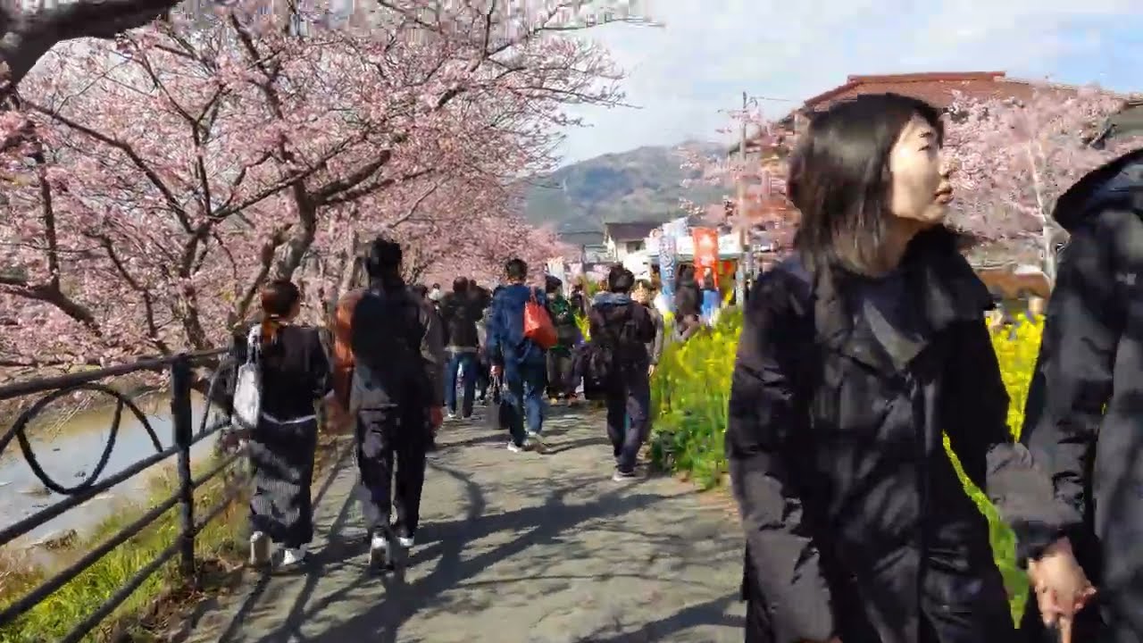 静岡県河津町　河津桜まつり