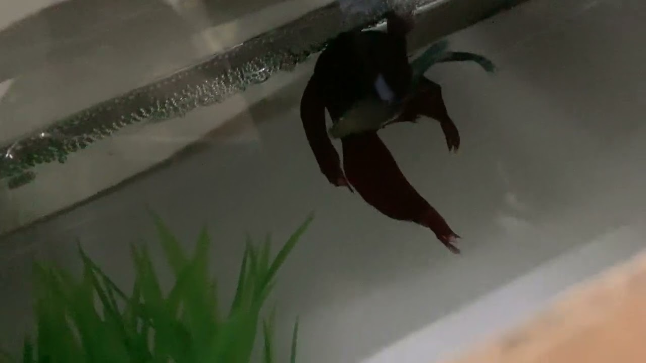 馬尾鬥魚與短鰭鬥魚交配🐟🐟