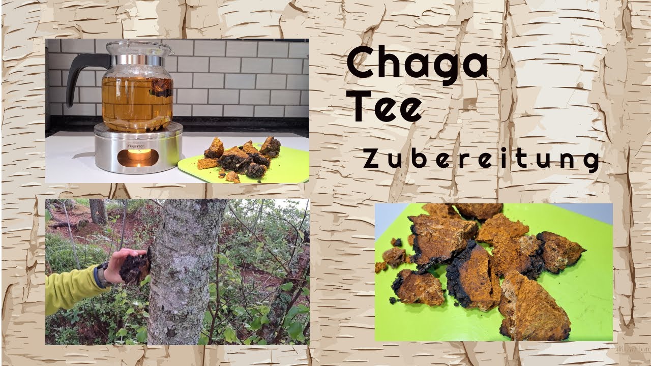 Chaga Pilz Tee, Zubereitung mit St&ouml;vchen & Warum ich den Pilz batonieren musste