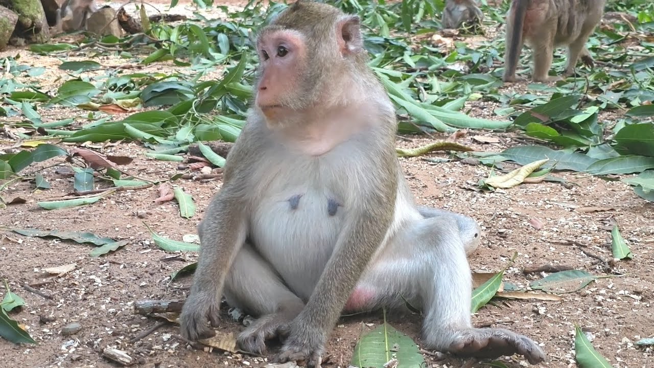 The Monkey's Life at Taproom temple 🐒  #monkey #babymonkey #monkeys