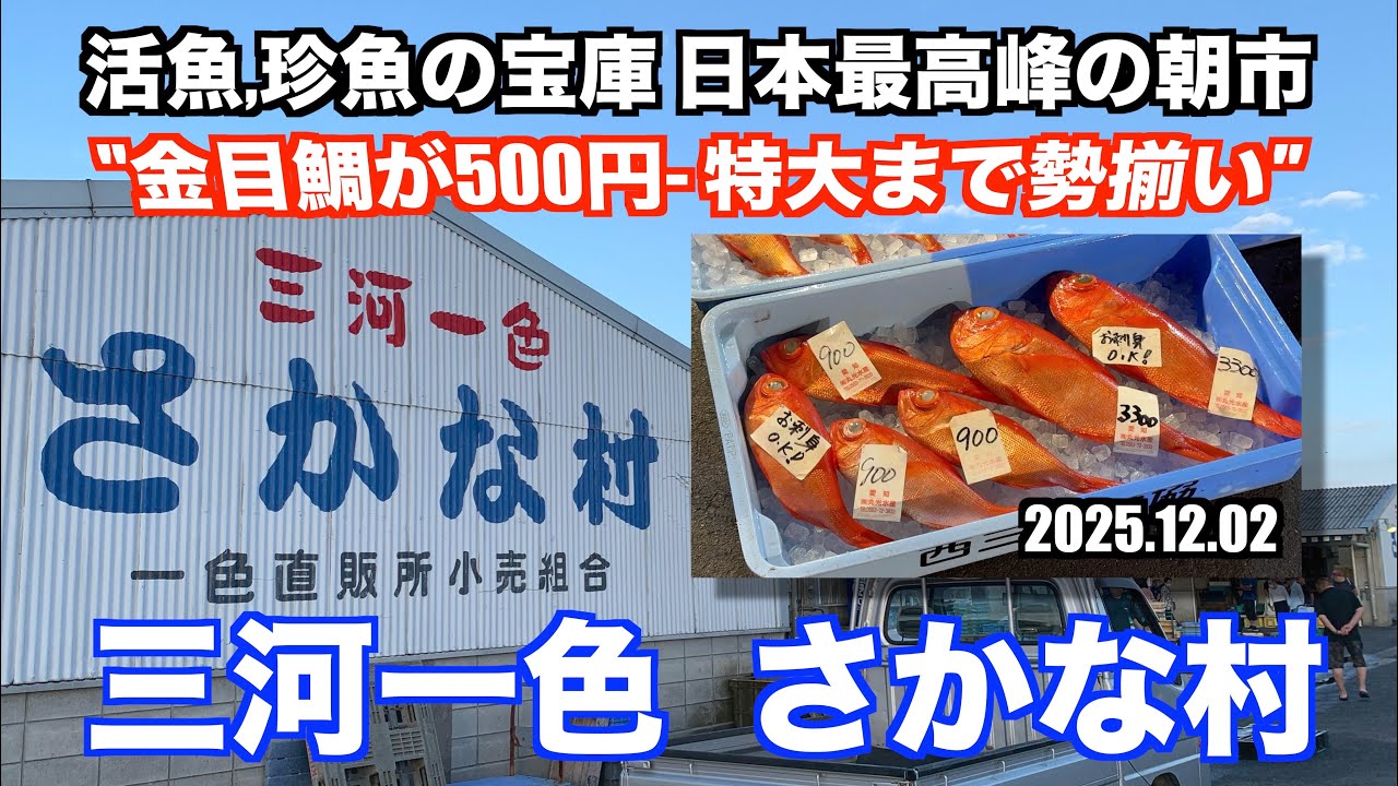 【三河一色さかな村 金目鯛が500円-特大まで勢揃い 活魚,珍魚の宝庫 日本最高峰の朝市】あばお 海鮮ちゃんねる #439 2025.12.03