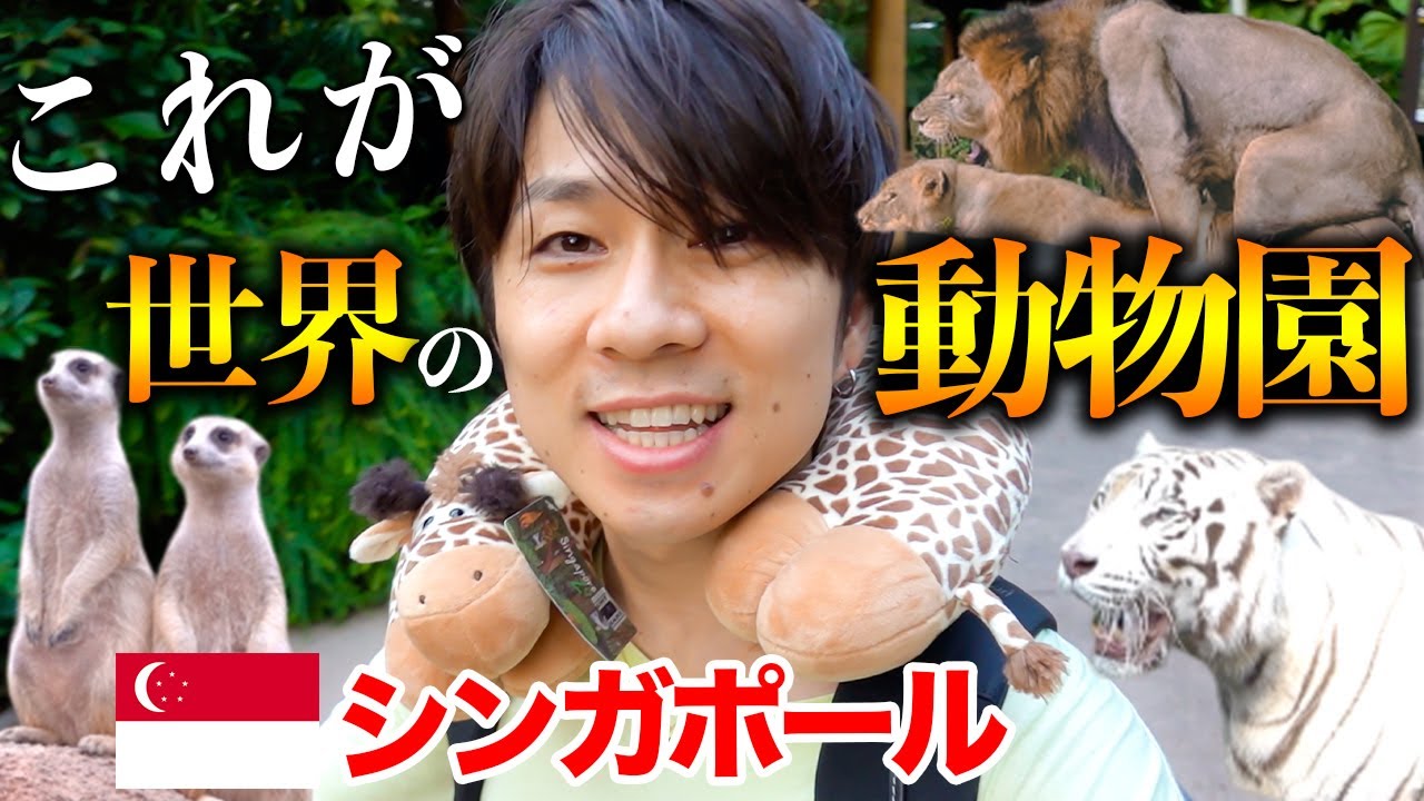 【想像の100倍スゴい】シンガポール動物園ぼっち旅行VLOG！！【SINGAPORE ZOO】