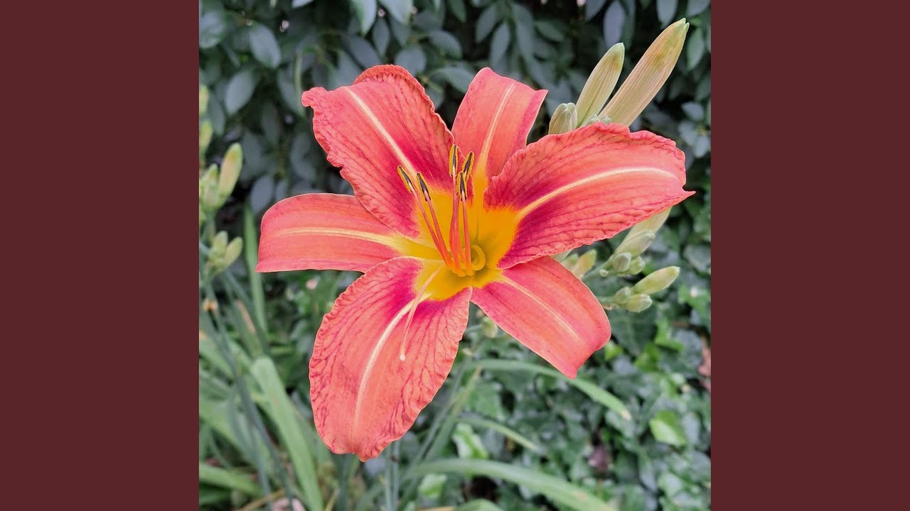 Backyard Bliss