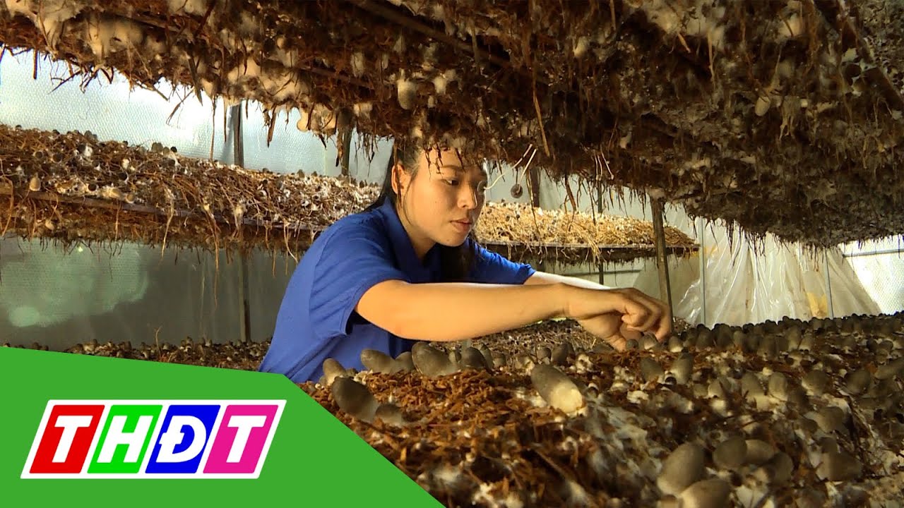 Đôi vợ chồng trẻ trồng nấm rơm sạch ở huyện Tân Hồng | Khởi nghiệp - 25/5/2022 | THDT