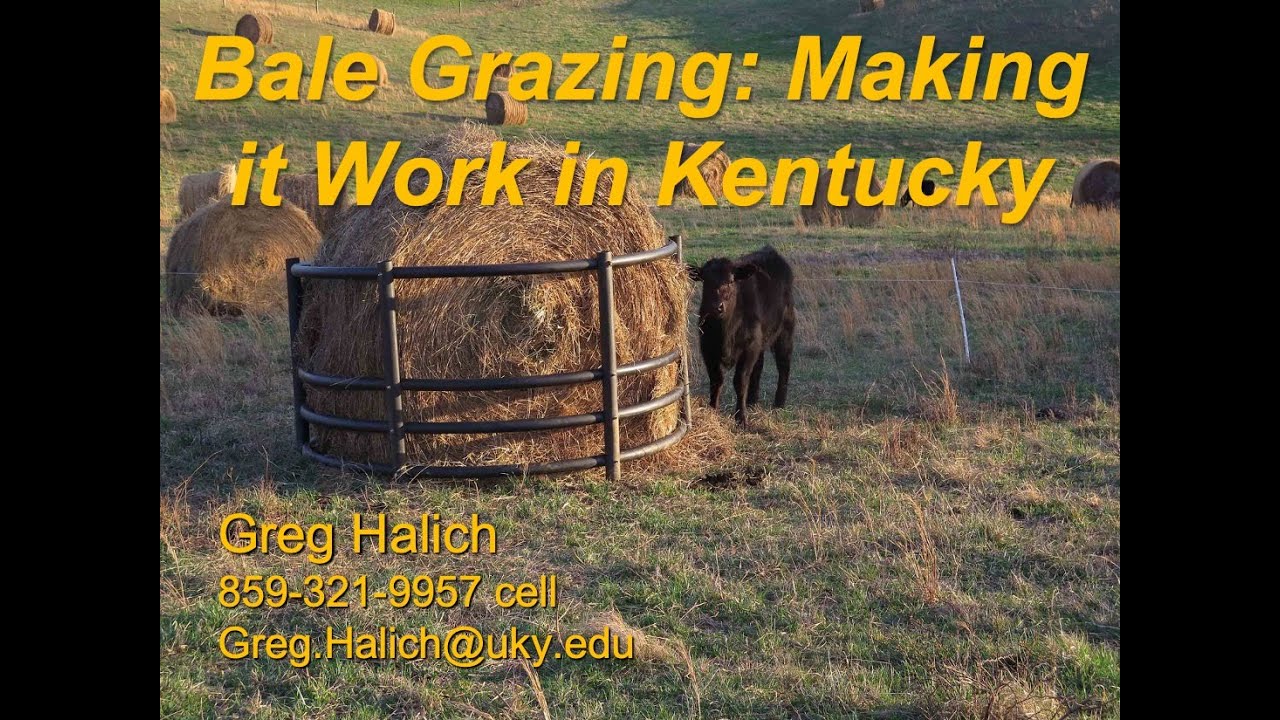 Bale Grazing: Making it Work in Kentucky-Greg Halich