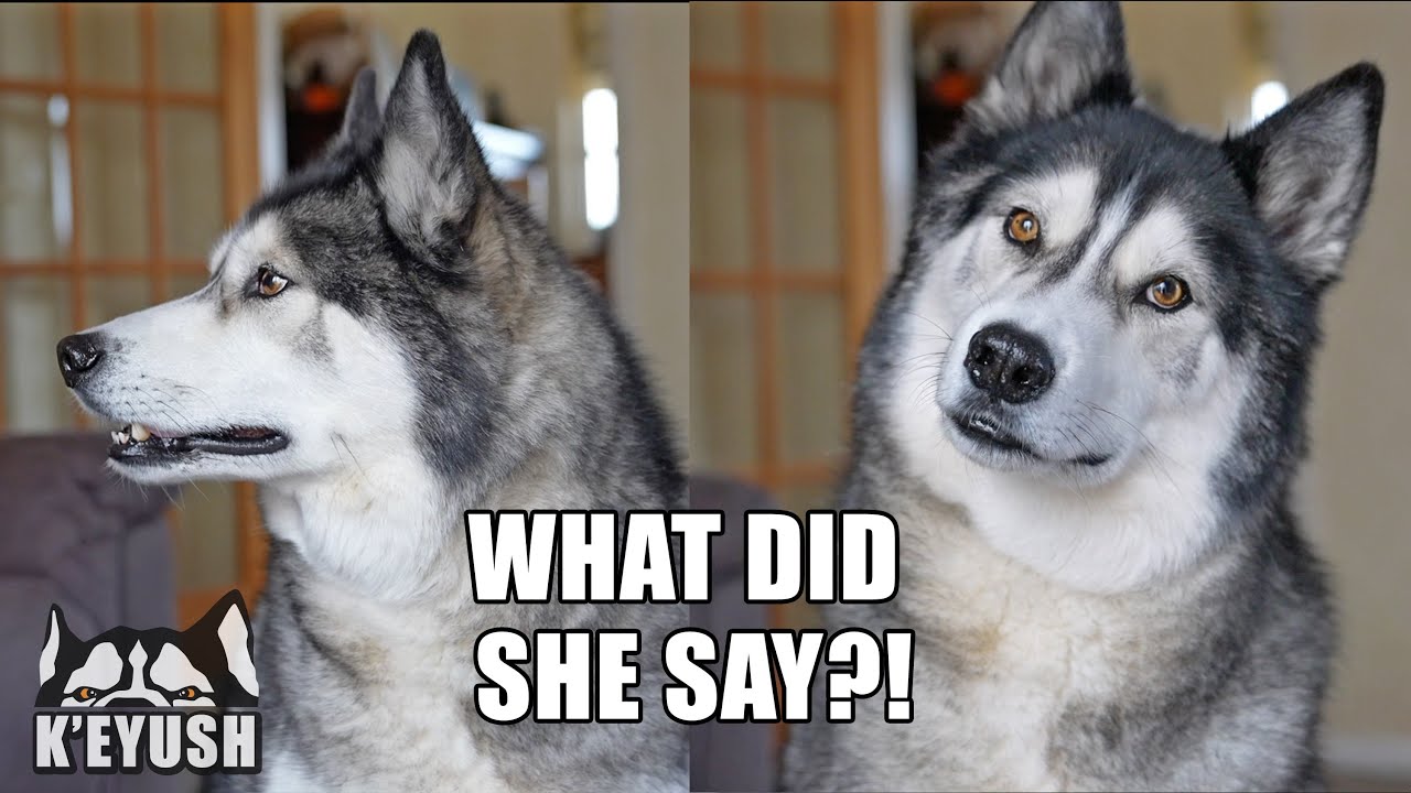 My Mum Tells My Husky His Best Friend is Coming Over! He Doesn't Believe her!